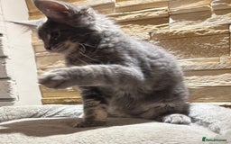 Maine Coon cats for sale: Pure blood Maine coon kittens  - Image 1