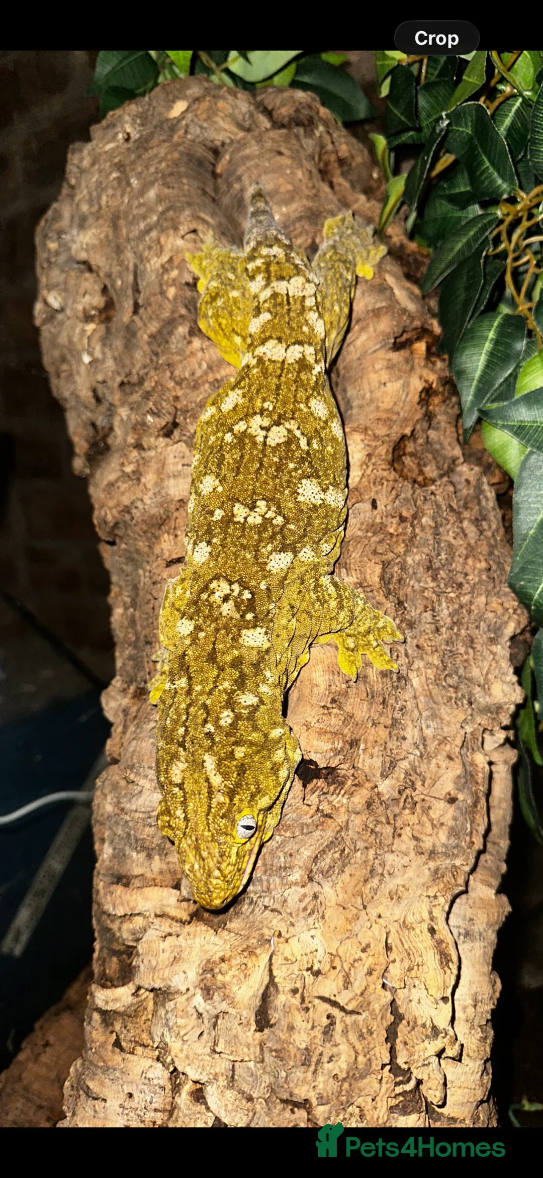 Gecko reptiles for sale: Pair of Leachianus Geckos - Advert 2