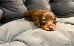 Dachshund dogs for sale: Dachshund puppies for sale  - Image 12
