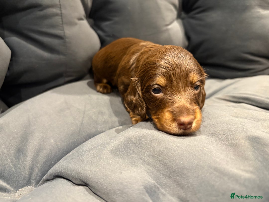 Dachshund dogs for sale: Dachshund puppies for sale  - Image 12