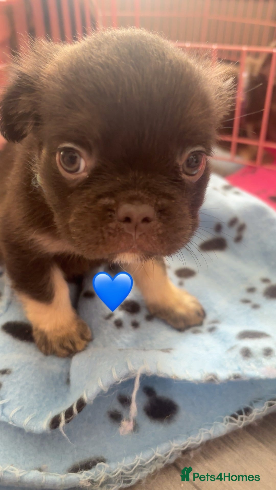 French Bulldog dogs Fluffy French bulldog - Advert 1