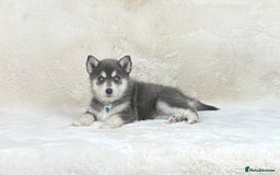 Pomsky dogs for sale: Stunning blue eyes f3 Pomsky puppies for sale - Advert 2