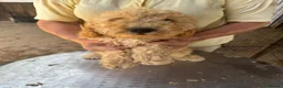 Poodle dogs for sale: Stunning Smaller Moyen Poodle puppies available - Advert 7
