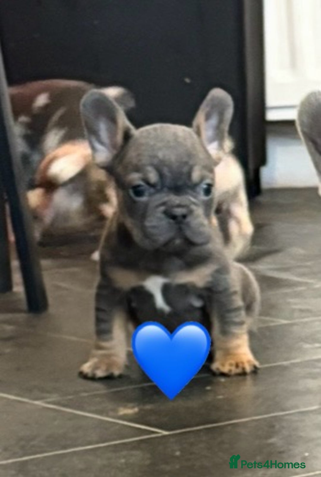 French Bulldog dogs for sale: *REDUCED* READY TO LEAVE French bulldogs  - Advert 4