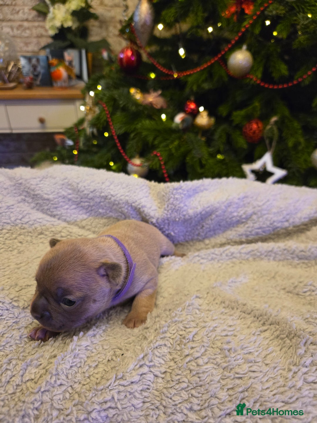 French Bulldog dogs for sale: French bulldog puppies.  - Advert 17