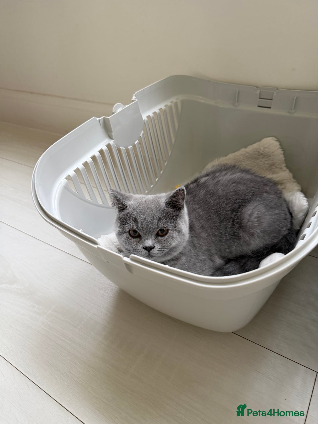 British Shorthair cats for sale: Gorgeous British Shorthair Female Kitten - Advert 8