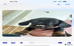 Miniature Dachshund dogs for sale: Miniature smooth hair dachshunds - Image 3