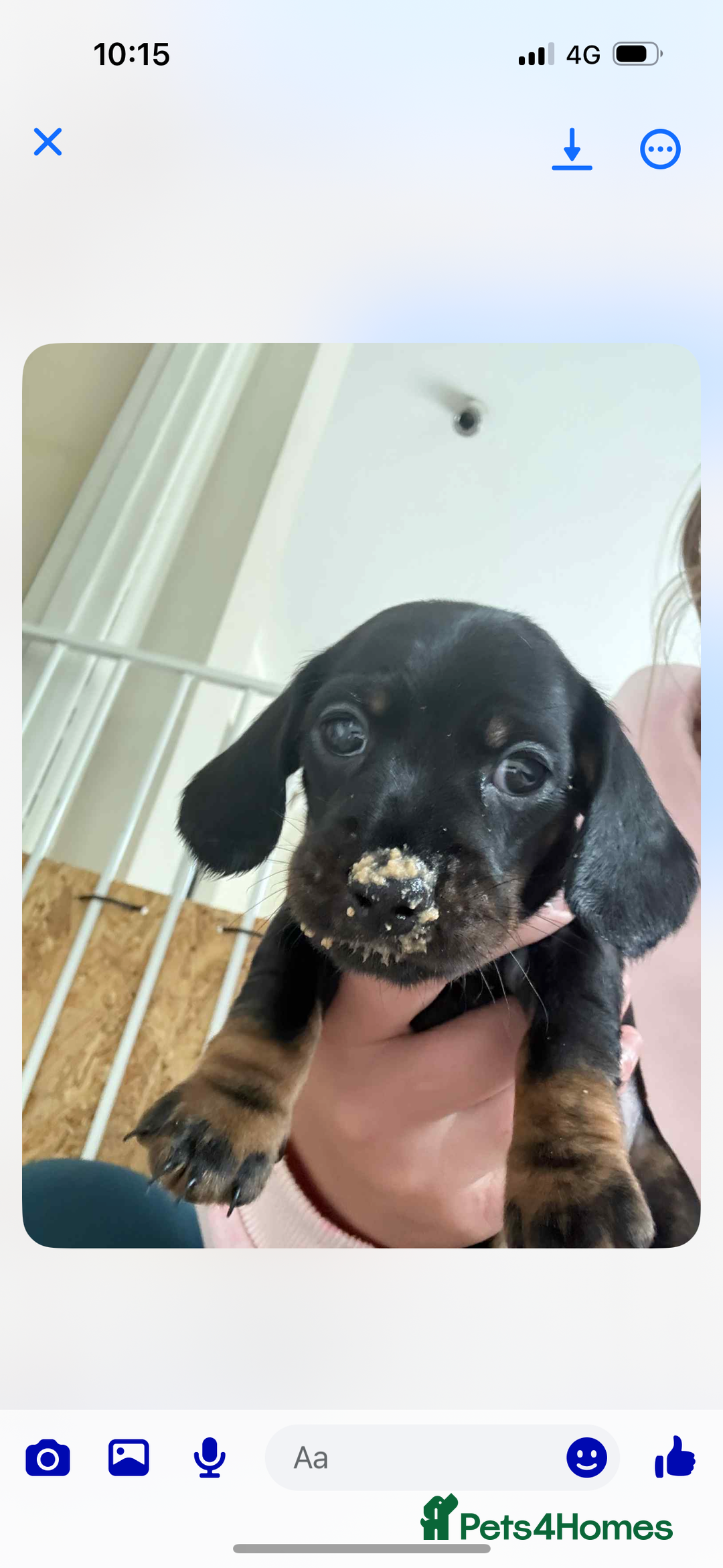 Miniature Dachshund dogs for sale: Miniature smooth hair dachshunds - Image 3