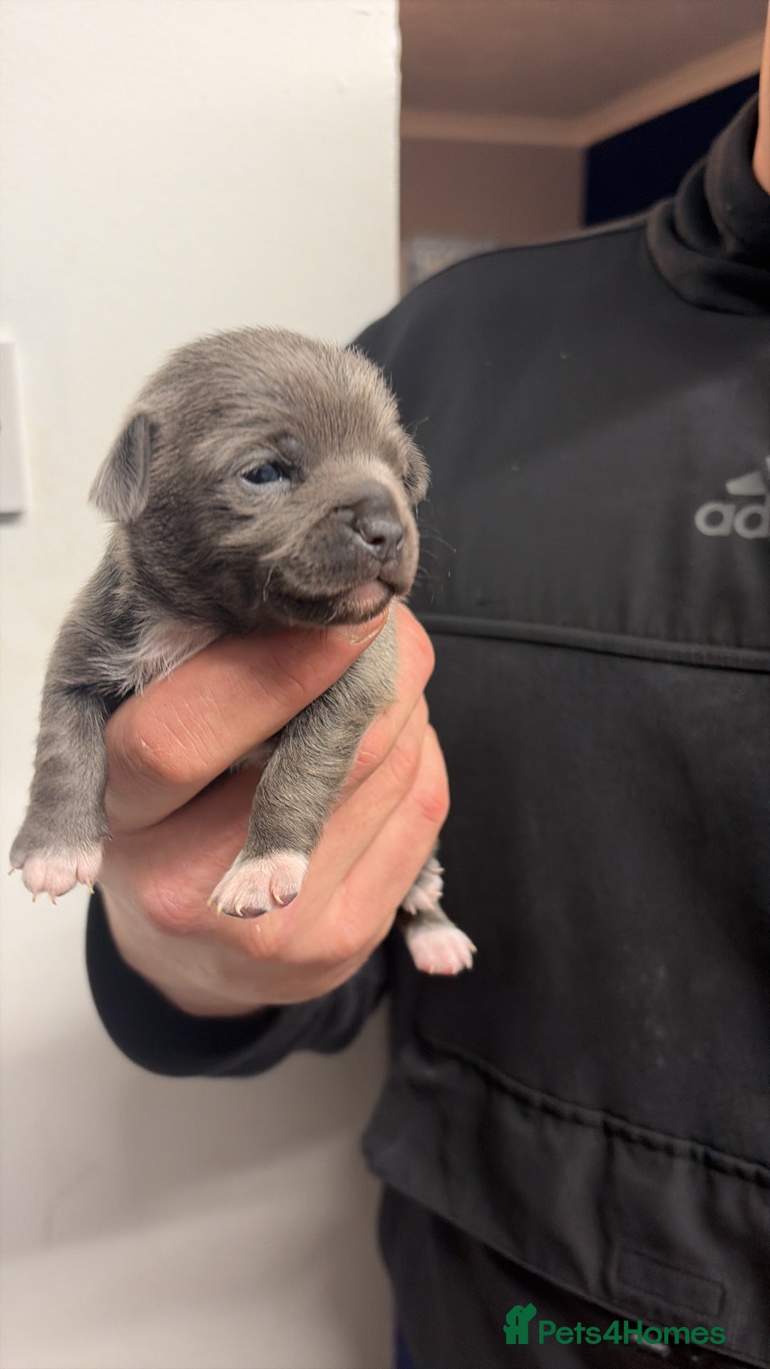 Chihuahua dogs for sale: Tiny Chihuahua puppies - Advert 10