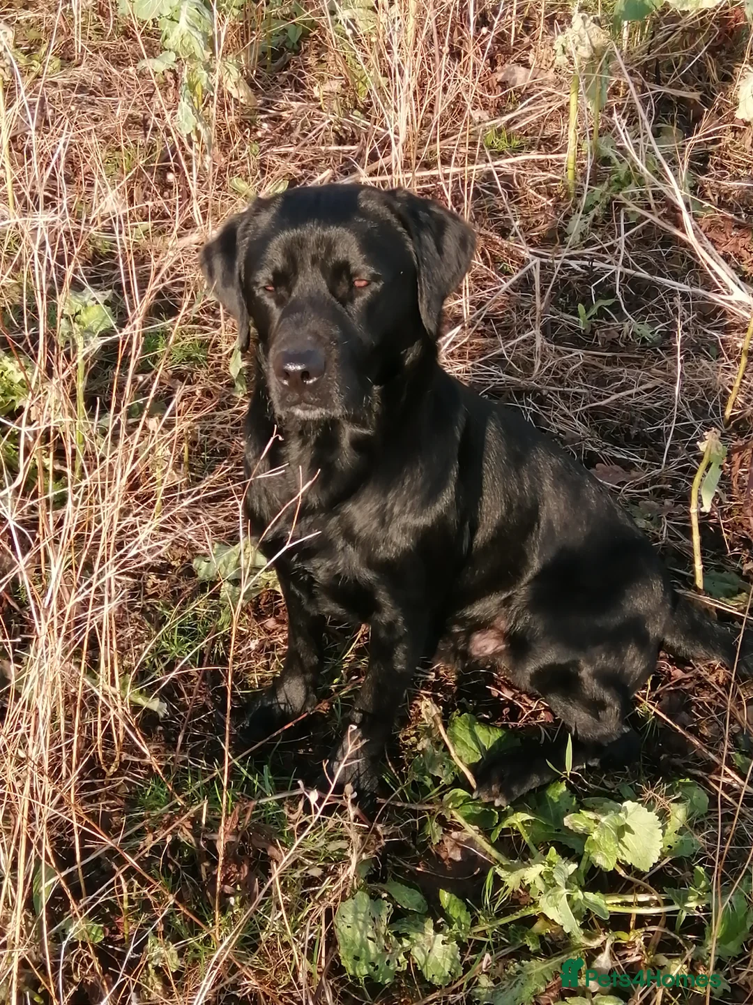 Labrador Retriever dogs for stud: Pedigree Labrador for Stud in Penrith - Advert 1