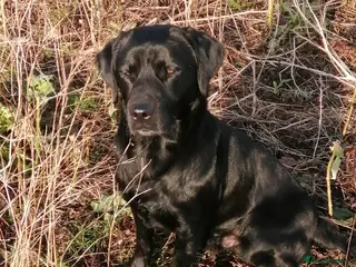 Labrador Retriever dogs Pedigree Labrador for Stud in Penrith - Advert 18