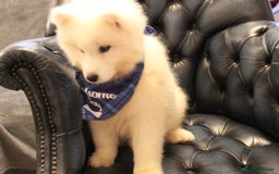 Samoyed dogs for sale: Samoyed puppies looking for the new loving  home - Image 33