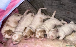 Cavapoochon dogs for sale: Cavapoochon! Our December Reindeer Litter!  - Image 8