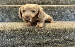 Miniature Dachshund dogs for sale: ISABELLA  LONGHAIRED  GIRL 💗💗💗 - Image 2