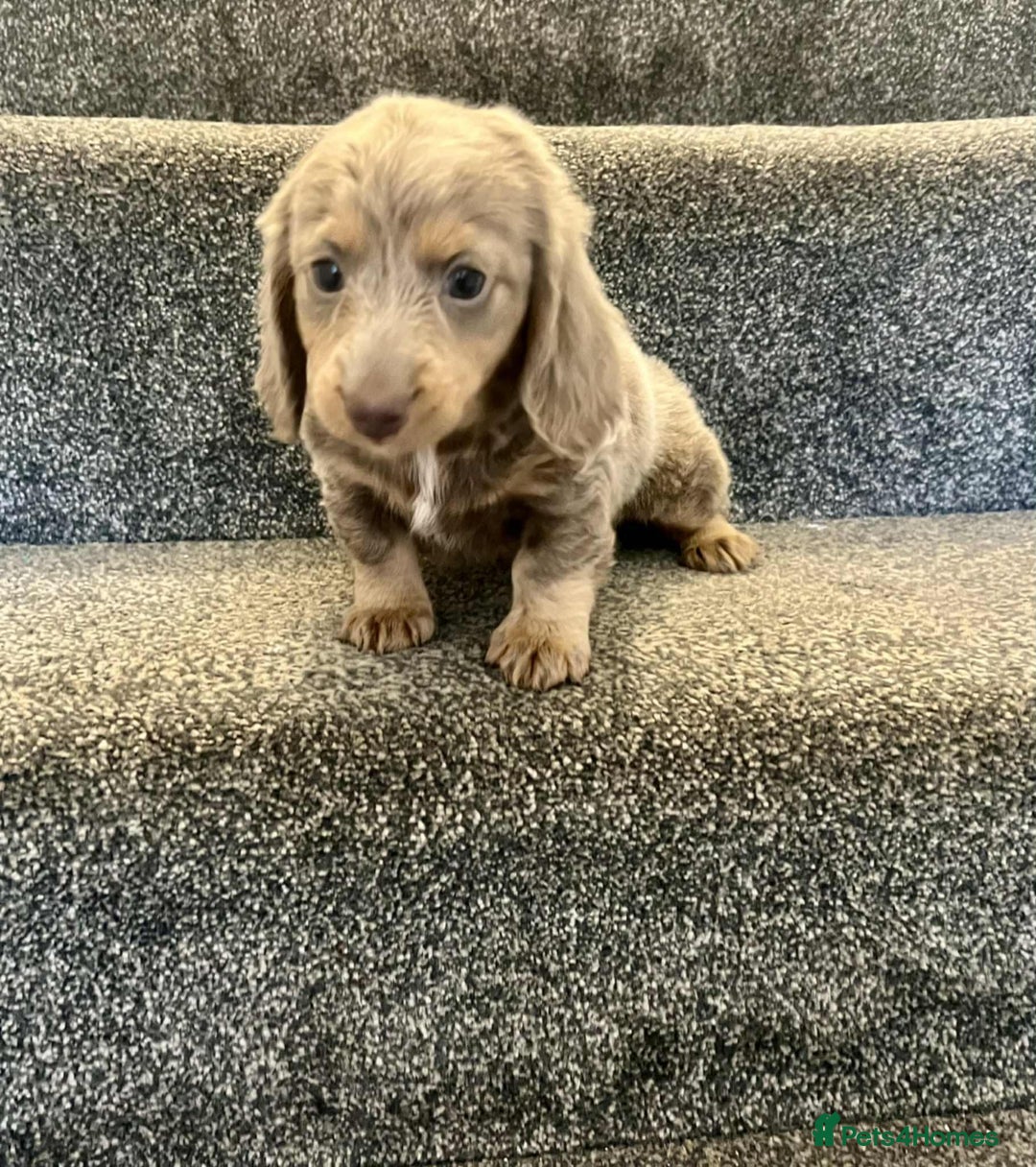 Miniature Dachshund dogs for sale: ISABELLA  LONGHAIRED  GIRL 💗💗💗 - Image 2
