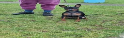 Miniature Pinscher dogs for sale: Male Miniature Pinscher – 11 Months – Show Quality - Advert 10