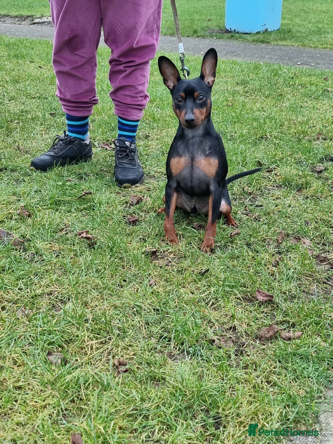 Miniature Pinscher dogs for sale: Male Miniature Pinscher – 11 Months – Show Quality - Advert 10