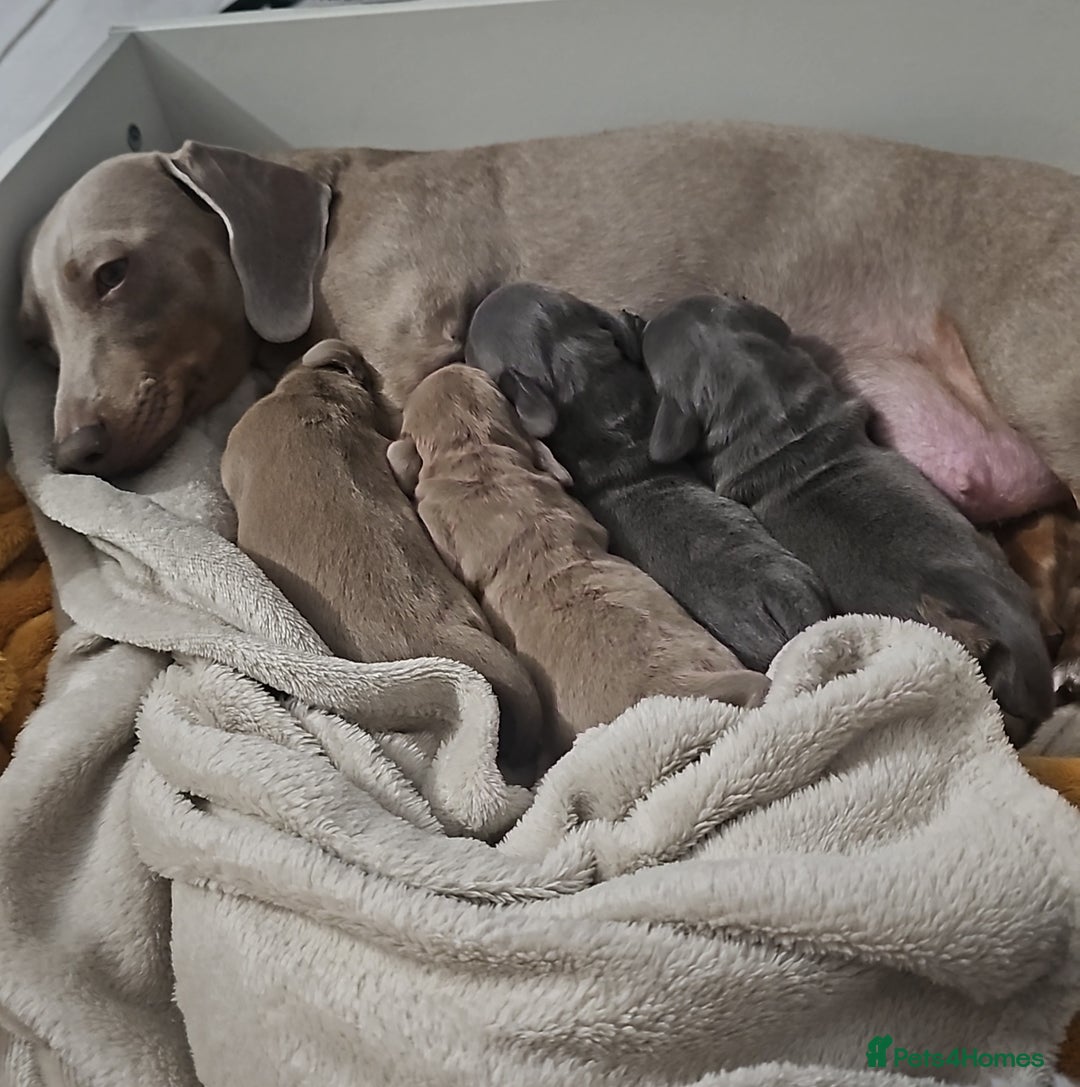 Miniature Dachshund dogs for sale: Friendly& Family -Oriented - Image 18