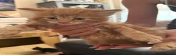 Mixed Breed cats for sale: Kittens for sale - Advert 5