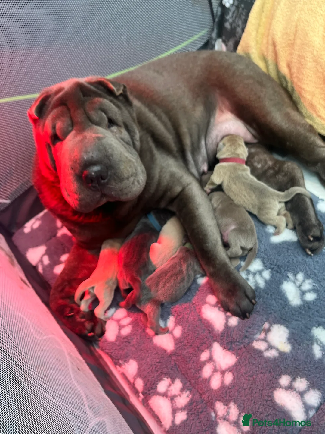 Shar Pei dogs for sale: Shar Pei Dilute puppies  - Advert 1