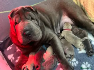 Shar Pei dogs Shar Pei Dilute puppies - Advert 1