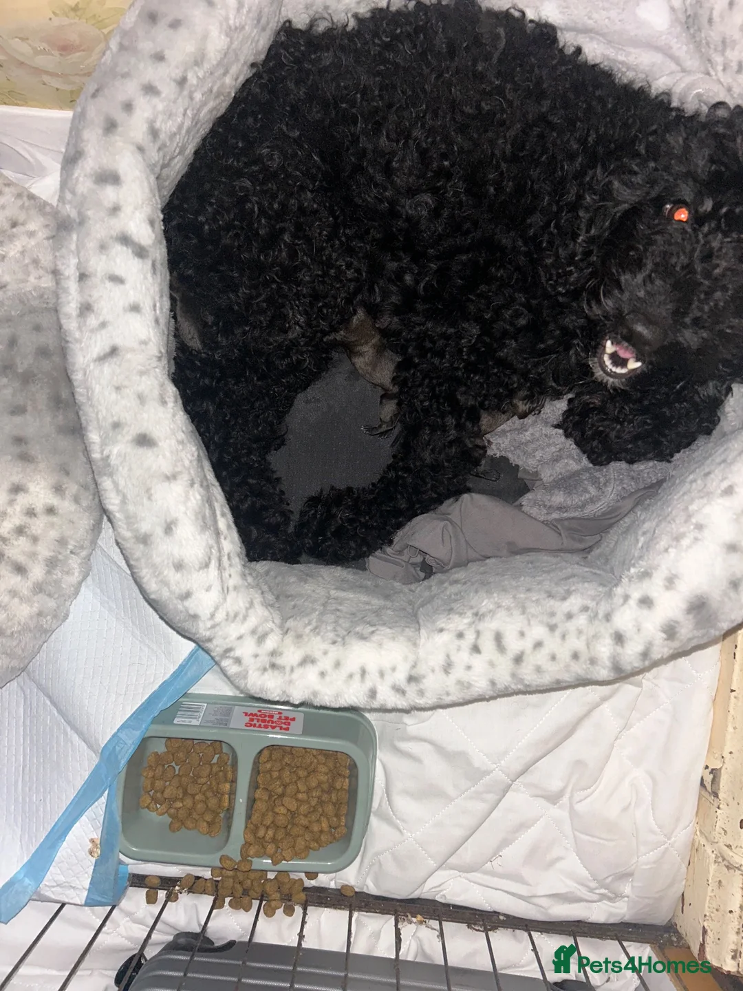 Mixed Breed dogs for sale: Female Cocker × Bullmastiff in Gloucester - Advert 1