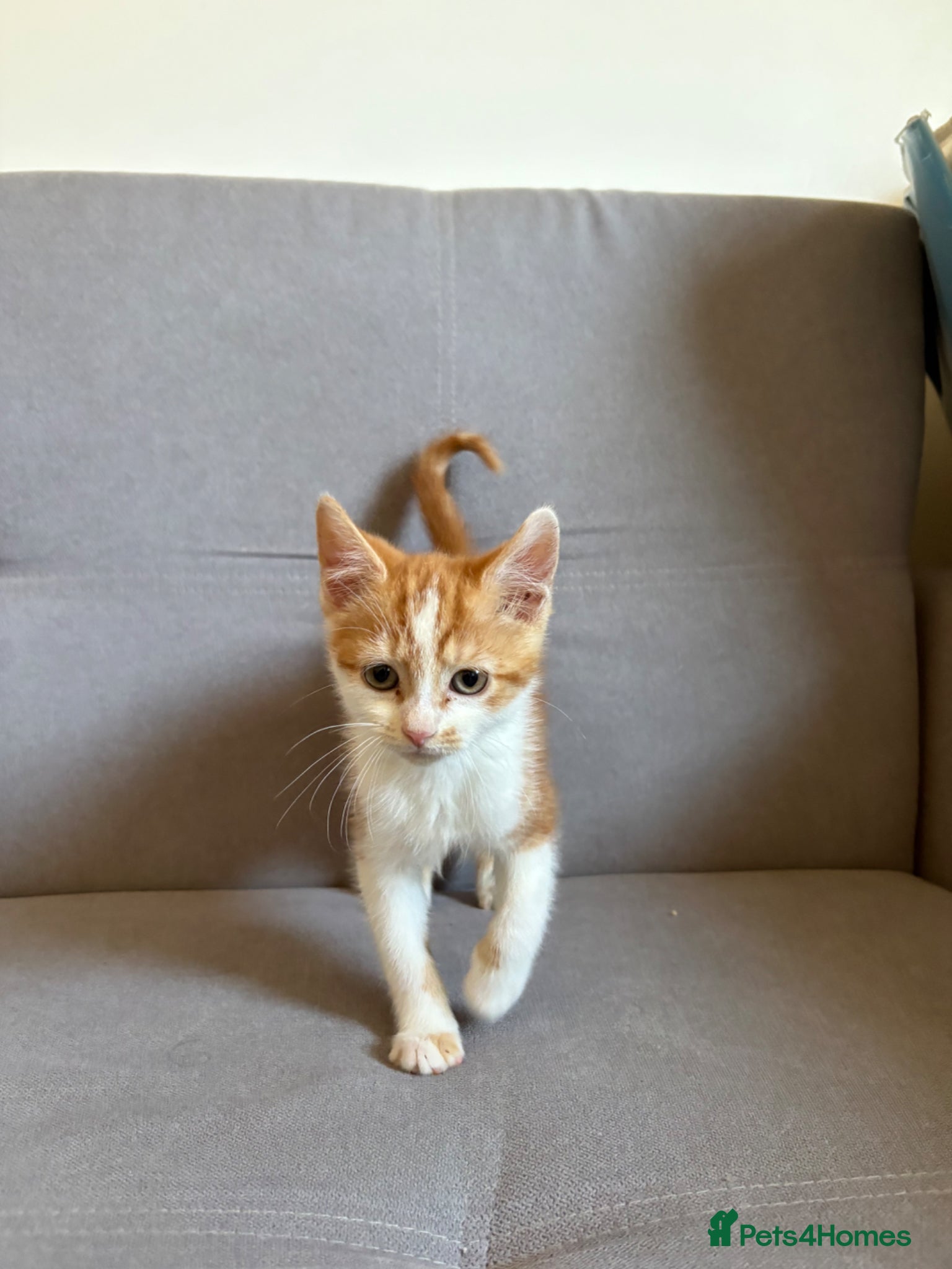Mixed Breed cats Ginger/White male cute kitten - ready to leave - Advert 13