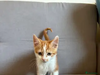 Mixed Breed cats Ginger/White male cute kitten - ready to leave - Advert 13