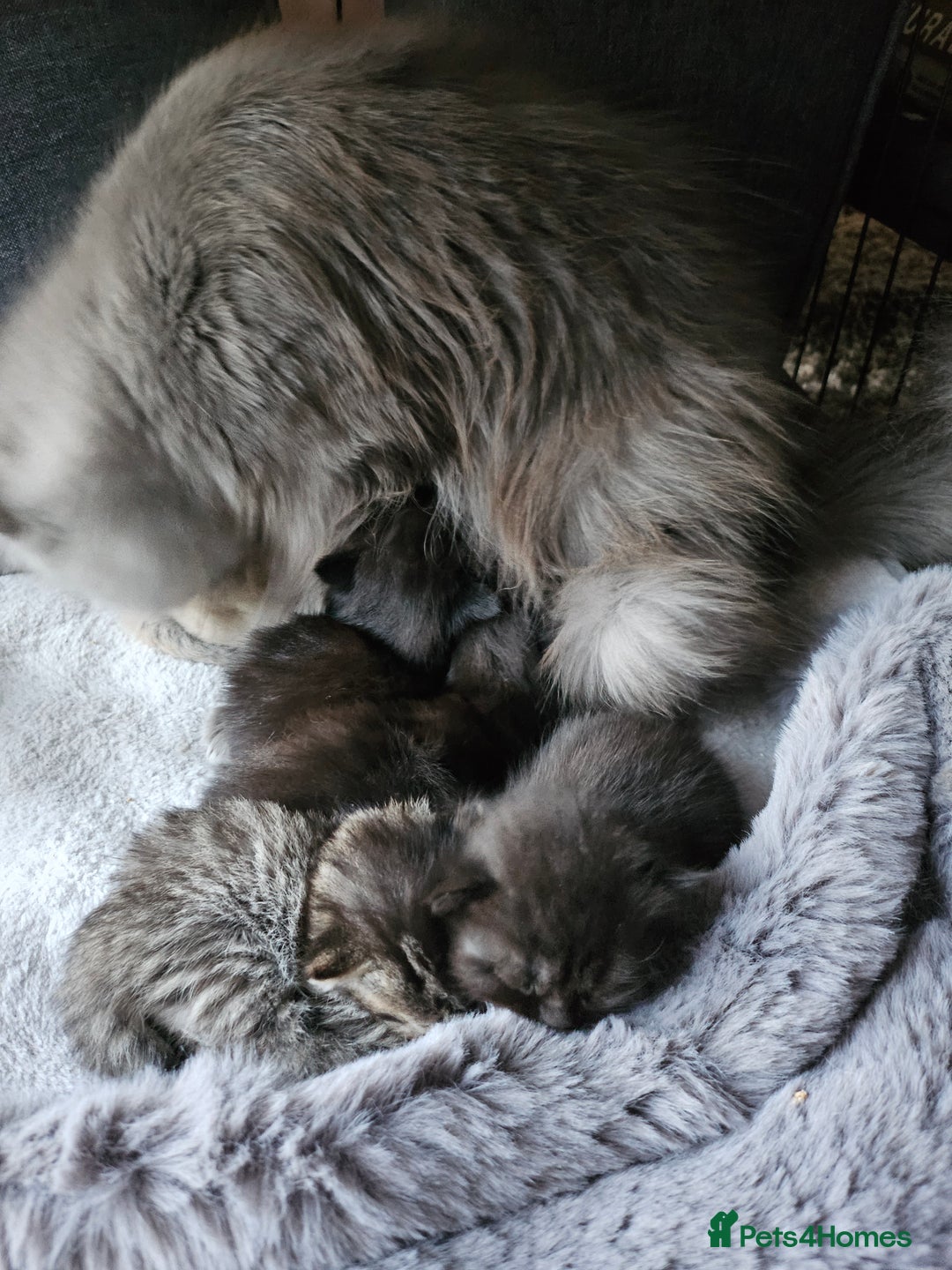 Scottish Fold cats for sale: Scottish fold kittens for sale 4 wks old - Advert 12
