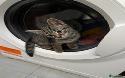 Domestic Shorthair cats for sale: Babies ready for their new homes NOW 🥰 - Image 19