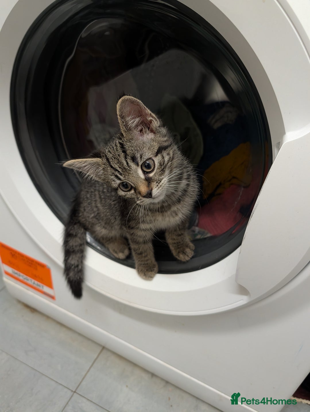 Domestic Shorthair cats for sale: Babies ready for their new homes NOW 🥰 - Image 19