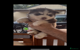Pomsky dogs for sale: Champion bloodline f4 pomskys - Image 11