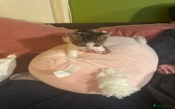 British Shorthair cats for sale: Beautiful playful kitten - Image 3