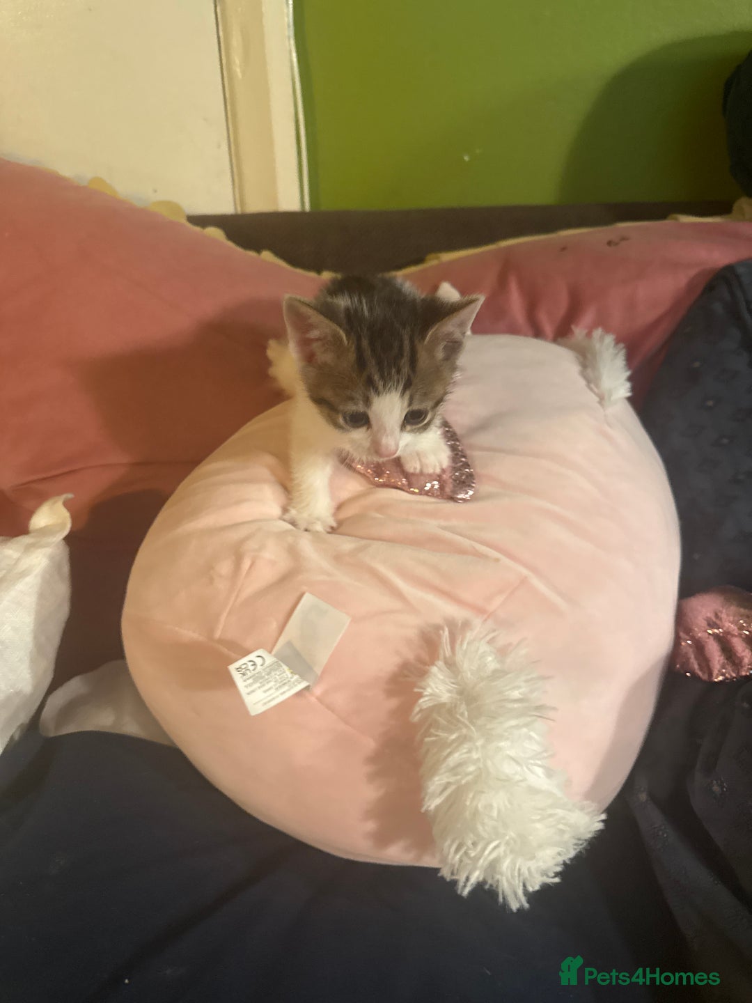 British Shorthair cats for sale: Beautiful playful kitten - Image 3