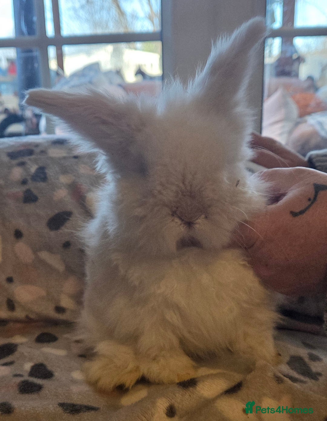 Mini Lion Lop rabbits for sale:  Male teddywidder bunnies  - Advert 20