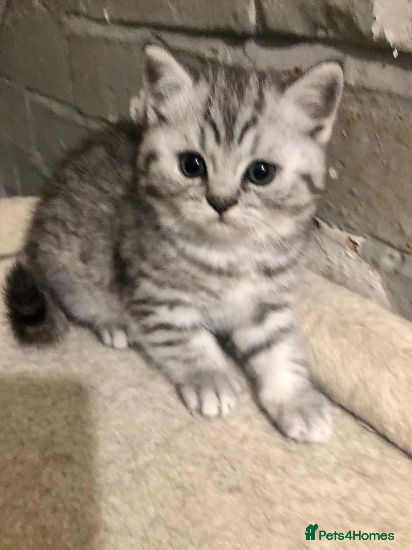 British Shorthair cats British Shorthair Kittens Full GCCF Registration  - Advert 2