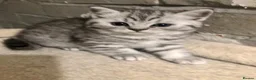 British Shorthair cats for sale: British Shorthair Kittens Full GCCF Registration  - Advert 2