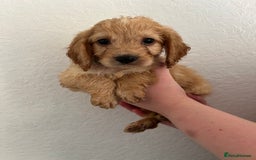 Cockapoo dogs for sale: Fluffy F1 puppies ready 27-09  - Image 8