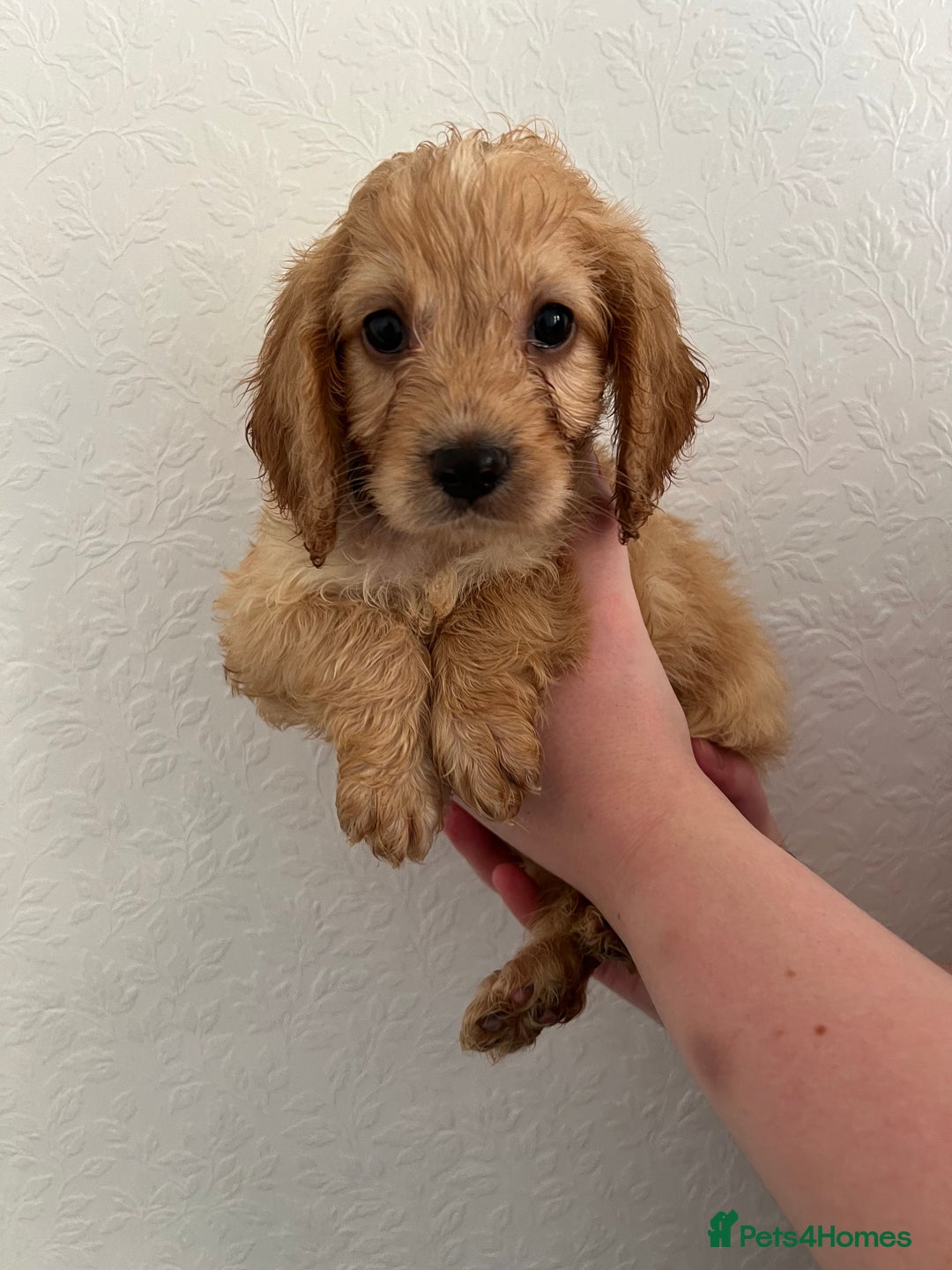 Cockapoo dogs for sale: Fluffy F1 puppies ready 27-09  - Image 8