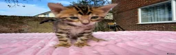 Bengal cats for sale: 3 BENGAL KITTENS - HEALTH/GENETIC TESTED  - Advert 6