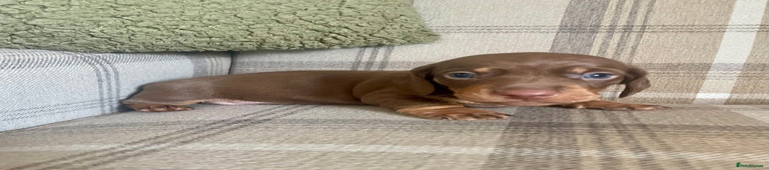 Miniature Dachshund Puppy 2