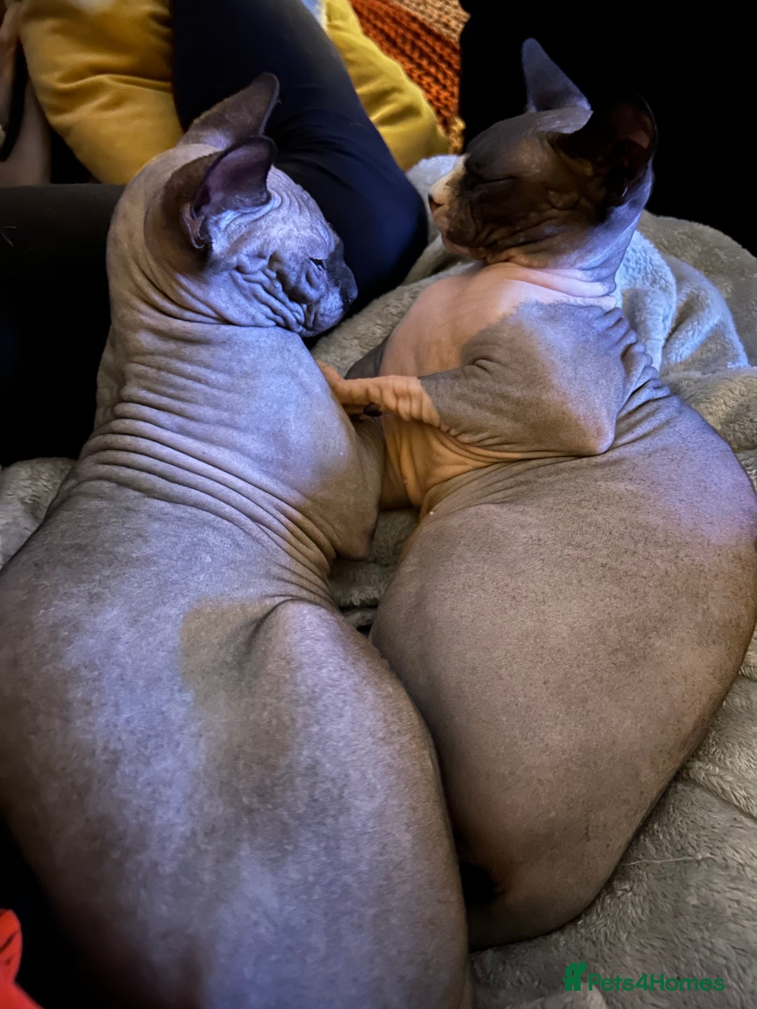 Sphynx cats for sale: Ripley & Nova sphynx sisters ready for a new home - Image 12