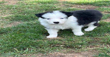 Border Collie dogs - Advert 11