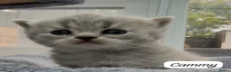 British Shorthair cats for sale: 4 Blue Striped Spotted British shorthair kittens - Advert 25