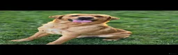 Labrador Retriever dogs for sale: Beautiful litter of Black Labradors  - Advert 14