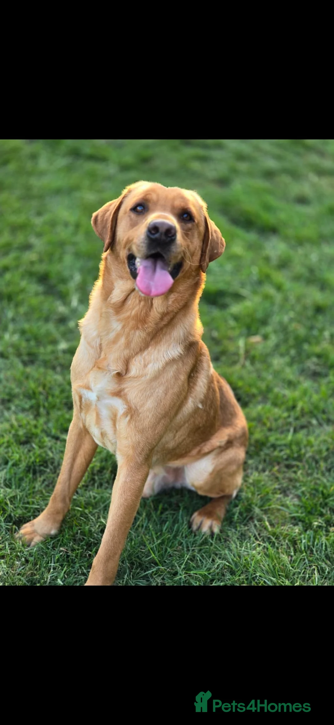 Labrador Retriever dogs for sale: Beautiful litter of Black Labradors  - Advert 14