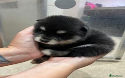 Pomsky dogs for sale: Pomsky puppies  - Image 9