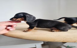 Miniature Dachshund dogs for sale: PRA CLEAR GORGEOUS MIN DACHSHUNDS  - Image 21