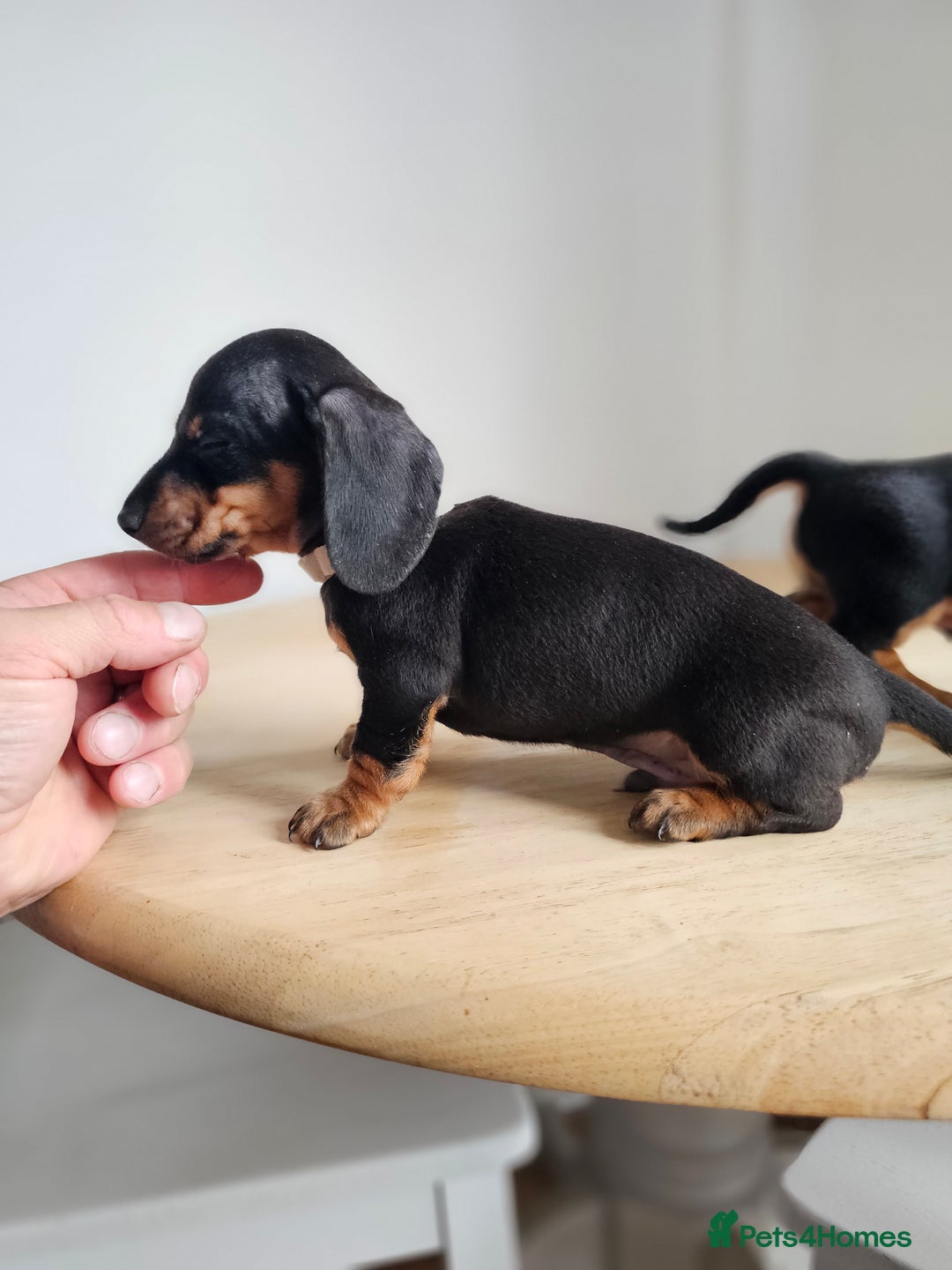 Miniature Dachshund dogs for sale: PRA CLEAR GORGEOUS MIN DACHSHUNDS  - Image 21