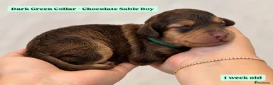 Cockapoo 2 - Dark Green Collar - Chocolate Sable
